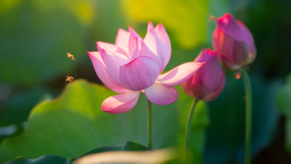 Đầm sen An Phú đang vào mùa đẹp nhất trong năm