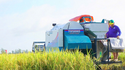 Rice prices slightly decreased, paddy prices increased