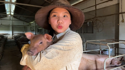 Leaving the city to return to the countryside to raise 200 pigs, the Gen Z girl is hot with a million-view video