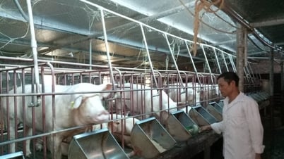 Van Lam: Formación profesional gratuita para 200 miembros de la Asociación de Agricultores