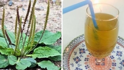 Каков эффект от употребления кипяченой воды из подорожника?
