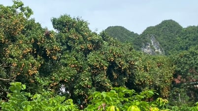 Trotz einer guten Litschi-Ernte sind die Bauern in Nghe An wegen der niedrigen Preise immer noch unzufrieden.